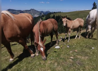 Quarter horse américain Croisé, Étalon, Poulain (04/2026), 148 cm