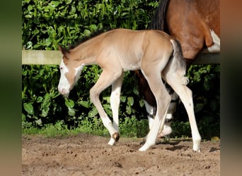 Quarter horse américain, Étalon, Poulain (04/2024), 149 cm, Overo-toutes couleurs