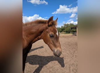 Quarter horse américain, Étalon, Poulain (04/2026), 150 cm, Alezan brûlé