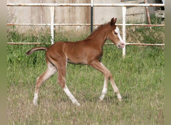 Quarter horse américain, Étalon, Poulain (05/2025), 150 cm, Alezan