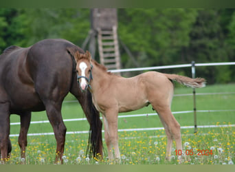Quarter horse américain, Étalon, Poulain (04/2024), 150 cm, Alezan dun