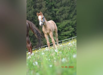 Quarter horse américain, Étalon, Poulain (04/2024), 150 cm, Alezan dun
