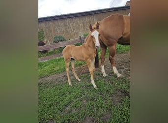 Quarter horse américain, Étalon, Poulain (05/2026), 150 cm, Alezan