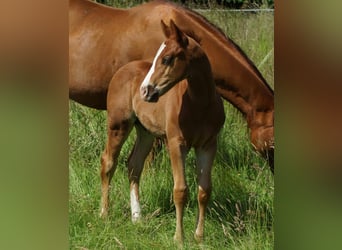 Quarter horse américain, Étalon, Poulain (04/2026), 150 cm, Alezan