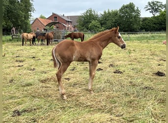 Quarter horse américain, Étalon, Poulain (04/2026), 150 cm, Alezan