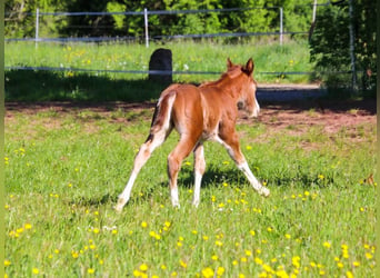 Quarter horse américain, Étalon, Poulain (04/2026), 150 cm, Alezan