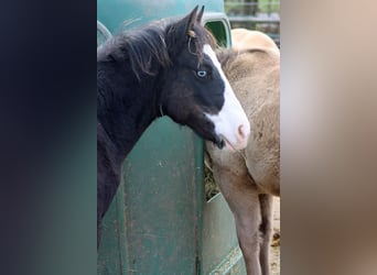 Quarter horse américain, Étalon, Poulain (05/2025), 150 cm, Bai brun