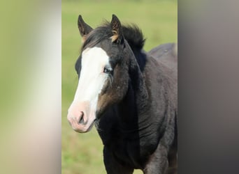 Quarter horse américain, Étalon, Poulain (05/2025), 150 cm, Bai brun