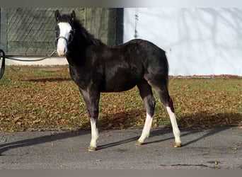 Quarter horse américain, Étalon, Poulain (05/2025), 150 cm, Bai brun