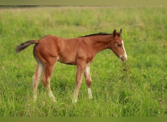 Quarter horse américain, Étalon, Poulain (05/2024), 150 cm, Bai