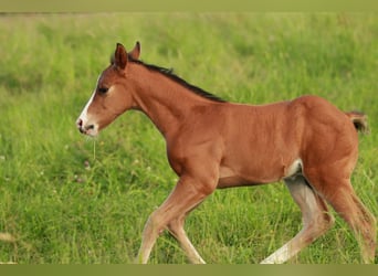 Quarter horse américain, Étalon, Poulain (05/2024), 150 cm, Bai