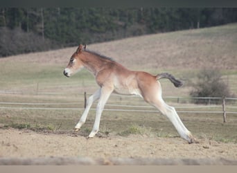 Quarter horse américain, Étalon, Poulain (02/2024), 150 cm, Bai