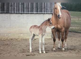 Quarter horse américain, Étalon, Poulain (02/2024), 150 cm, Bai