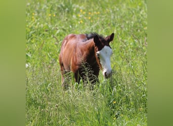 Quarter horse américain, Étalon, Poulain (03/2024), 150 cm, Bai