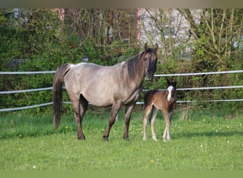 Quarter horse américain, Étalon, Poulain (04/2026), 150 cm, Bai