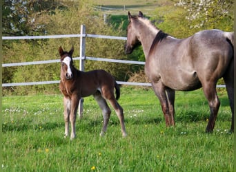 Quarter horse américain, Étalon, Poulain (04/2026), 150 cm, Bai