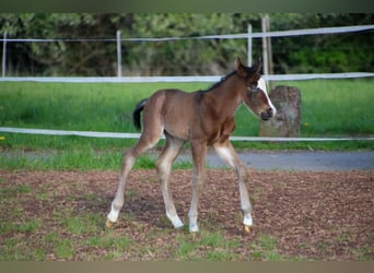 Quarter horse américain, Étalon, Poulain (04/2026), 150 cm, Bai