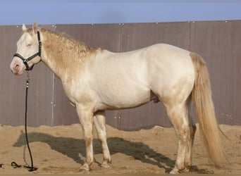 Quarter horse américain, Étalon, Poulain (04/2024), 150 cm, Buckskin