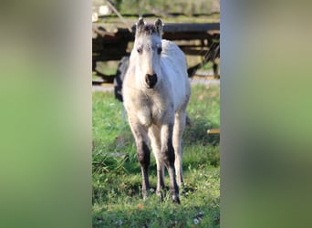 Quarter horse américain, Étalon, Poulain (06/2025), 150 cm, Dunalino