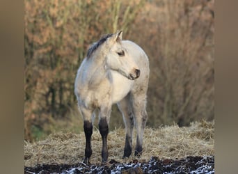 Quarter horse américain, Étalon, Poulain (06/2025), 150 cm, Dunalino