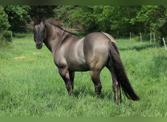 Quarter horse américain, Étalon, Poulain (06/2023), 150 cm, Grullo