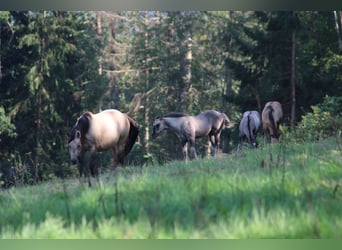 Quarter horse américain, Étalon, Poulain (06/2023), 150 cm, Grullo