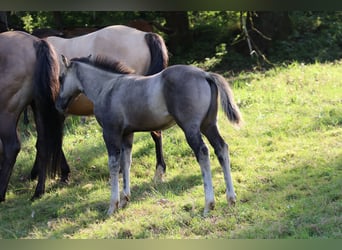 Quarter horse américain, Étalon, Poulain (06/2023), 150 cm, Grullo