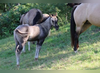 Quarter horse américain, Étalon, Poulain (06/2023), 150 cm, Grullo