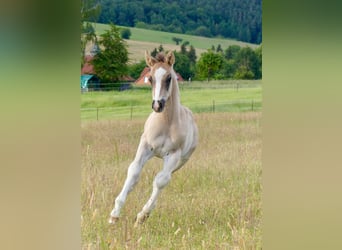 Quarter horse américain, Étalon, Poulain (04/2024), 150 cm, Grullo