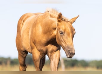 Quarter horse américain, Étalon, Poulain (05/2026), 150 cm, Palomino