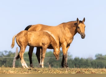 Quarter horse américain, Étalon, Poulain (05/2026), 150 cm, Palomino
