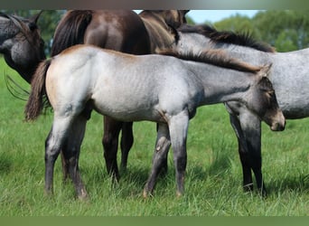 Quarter horse américain, Étalon, Poulain (05/2023), 150 cm, Rouan Bleu