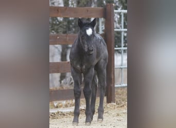 Quarter horse américain, Étalon, , 150 cm, Rouan Bleu