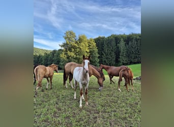 Quarter horse américain, Étalon, Poulain (05/2025), 150 cm, Rouan Rouge