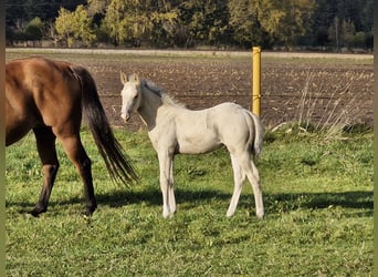 Quarter horse américain, Étalon, Poulain (09/2024), 151 cm, Buckskin