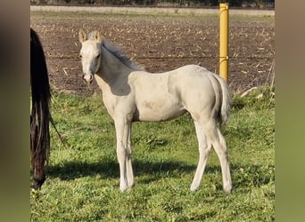 Quarter horse américain, Étalon, Poulain (09/2024), 151 cm, Buckskin