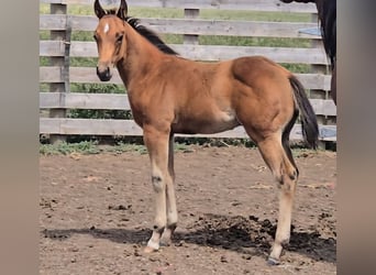 Quarter horse américain, Étalon, Poulain (05/2025), 152 cm, Bai cerise