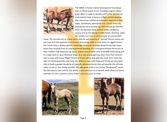 Quarter horse américain, Étalon, Poulain (05/2025), 152 cm, Bai cerise