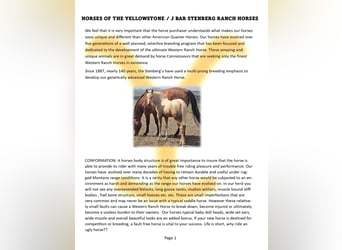 Quarter horse américain, Étalon, Poulain (05/2025), 152 cm, Bai cerise