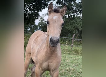Quarter horse américain, Étalon, Poulain (04/2026), 152 cm, Buckskin