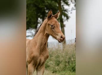 Quarter horse américain, Étalon, Poulain (05/2024), 152 cm, Champagne