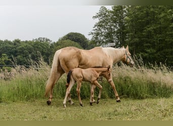 Quarter horse américain, Étalon, Poulain (05/2024), 152 cm, Champagne