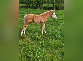 Quarter horse américain, Étalon, , 152 cm, Overo-toutes couleurs