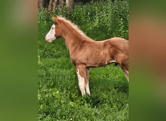 Quarter horse américain, Étalon, , 152 cm, Overo-toutes couleurs