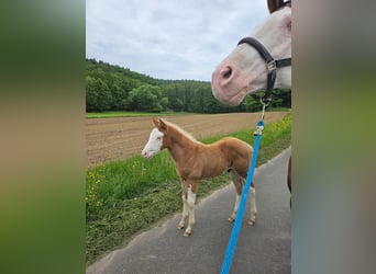 Quarter horse américain, Étalon, , 152 cm, Overo-toutes couleurs