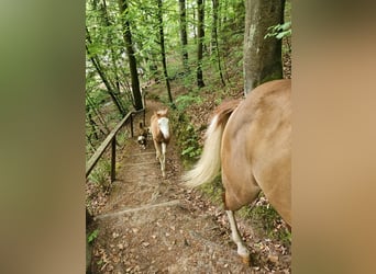 Quarter horse américain, Étalon, , 152 cm, Overo-toutes couleurs