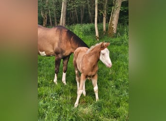 Quarter horse américain, Étalon, , 152 cm, Overo-toutes couleurs