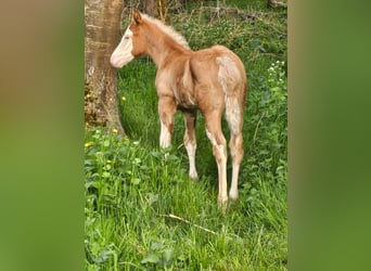 Quarter horse américain, Étalon, , 152 cm, Overo-toutes couleurs