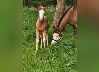 Quarter horse américain, Étalon, , 152 cm, Overo-toutes couleurs