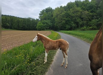 Quarter horse américain, Étalon, , 152 cm, Overo-toutes couleurs